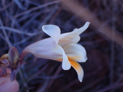 Freesia andersoniae