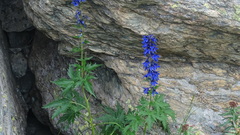 Delphinium dubium