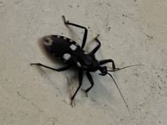 Acanthaspis