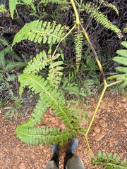 Gleichenella pectinata