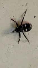 Acanthaspis