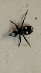 Acanthaspis