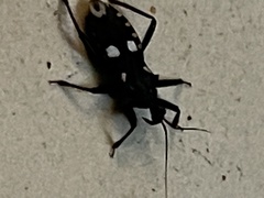 Acanthaspis