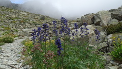 Delphinium dubium