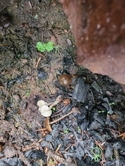 Tephrocybe