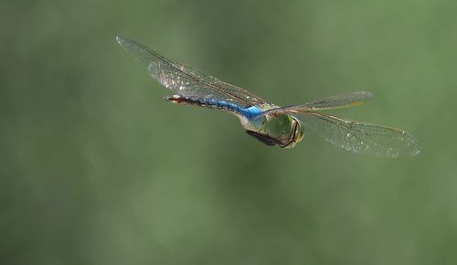 iNaturalist observation photo of Common Green Darner