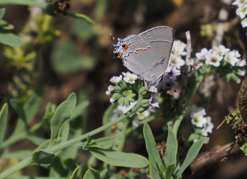 iNaturalist observation photo of Gray Hairstreak