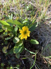 Tephroseris integrifolia atropurpurea