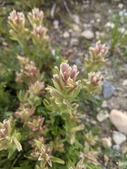 Castilleja chrysantha