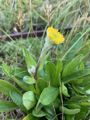 Tephroseris integrifolia atropurpurea