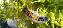 Tearosoma