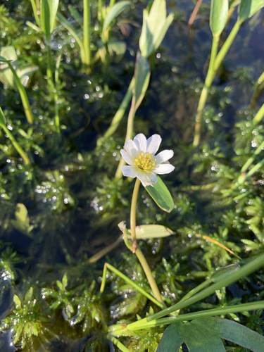 Image of Ranunculus pallasii by (c) Valerii Glazunov, some rights reserved (CC BY)