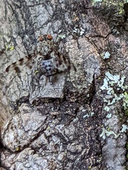 Myennidini