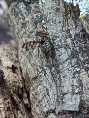 Myennidini