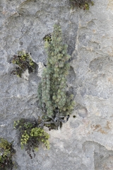 Erica occulta