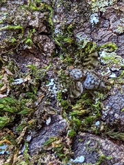 Myennidini