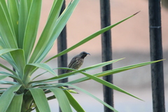 Chalcomitra amethystina