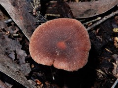 Tubaria similis image