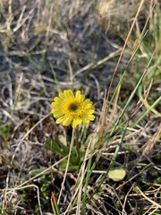 Tephroseris integrifolia atropurpurea