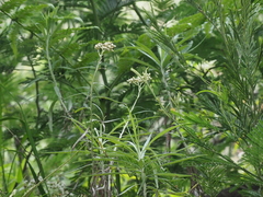 Anaphalis longifolia