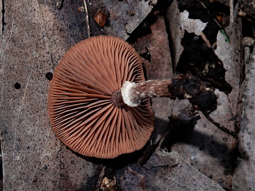 Tubaria similis image