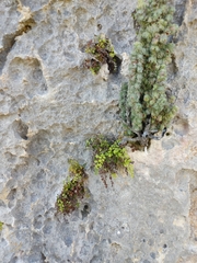 Erica occulta