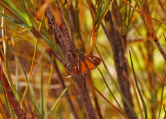 Orocrambus heliotes