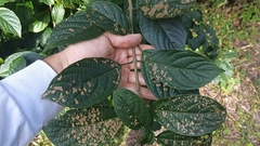 Clerodendrum cyrtophyllum