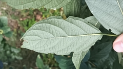 Clerodendrum cyrtophyllum