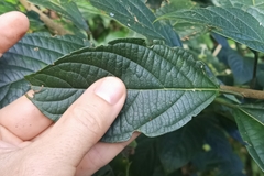 Clerodendrum cyrtophyllum
