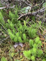 Spinulum annotinum alpestre