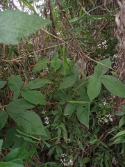 Rubus lineatus