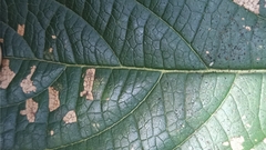 Clerodendrum cyrtophyllum