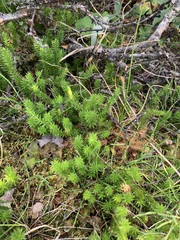 Spinulum annotinum alpestre