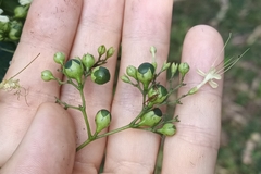 Clerodendrum cyrtophyllum