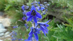 Delphinium dubium