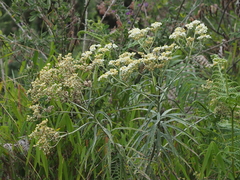 Anaphalis longifolia