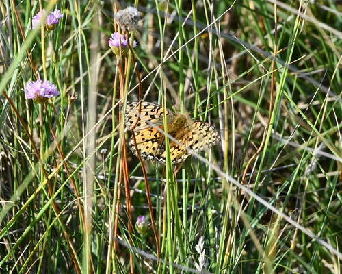 Dark Green Fritillary, 1795 De Cocksdorp, Netherlands, photo 9 of 10