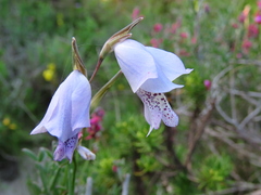 Gladiolus caeruleus