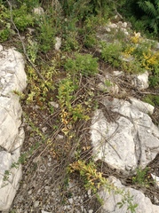 Lespedeza daurica
