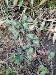 Persicaria runcinata