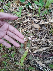 Persicaria runcinata