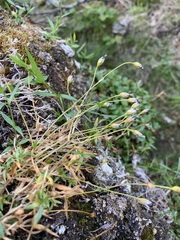 Stellaria peduncularis