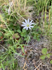 Stellaria peduncularis