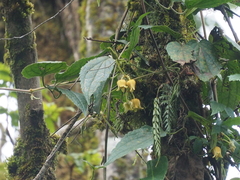 Clematis leschenaultiana
