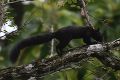 Sciurus variegatoides melania