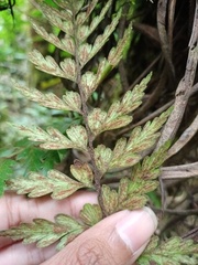 Asplenium aethiopicum