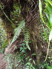 Asplenium aethiopicum