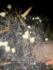 Flagelloscypha minutissima