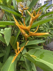 Heliconia psittacorum